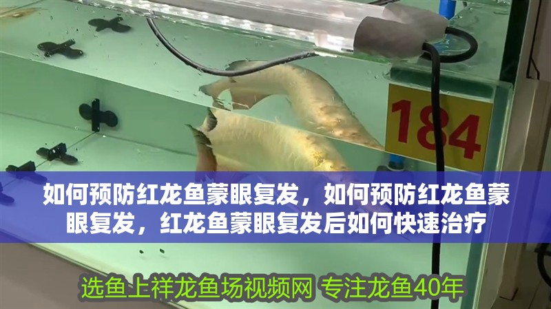 如何預防紅龍魚蒙眼復發，如何預防紅龍魚蒙眼復發，紅龍魚蒙眼復發后如何快速治療 如何預防紅龍魚蒙眼復發，如何預防紅龍魚蒙眼復發，紅龍魚蒙眼復發后如何快速治療 龍魚百科