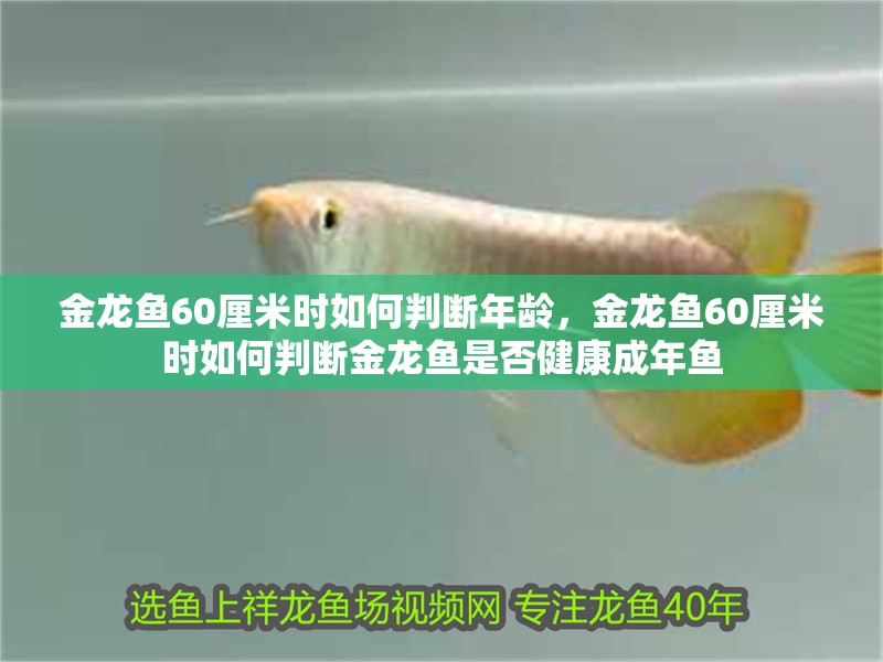 金龍魚60厘米時如何判斷年齡，金龍魚60厘米時如何判斷金龍魚是否健康成年魚