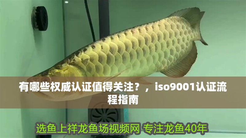 有哪些權威認證值得關注？，iso9001認證流程指南 有哪些權威認證值得關注？，iso9001認證流程指南 龍魚百科