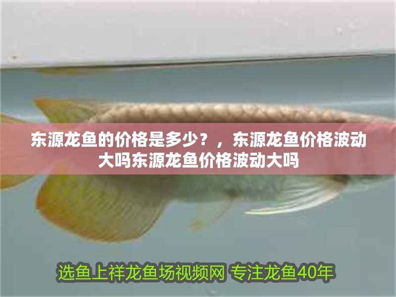 東源龍魚的價格是多少？，東源龍魚價格波動大嗎東源龍魚價格波動大嗎 東源龍魚的價格是多少？，東源龍魚價格波動大嗎東源龍魚價格波動大嗎 龍魚百科