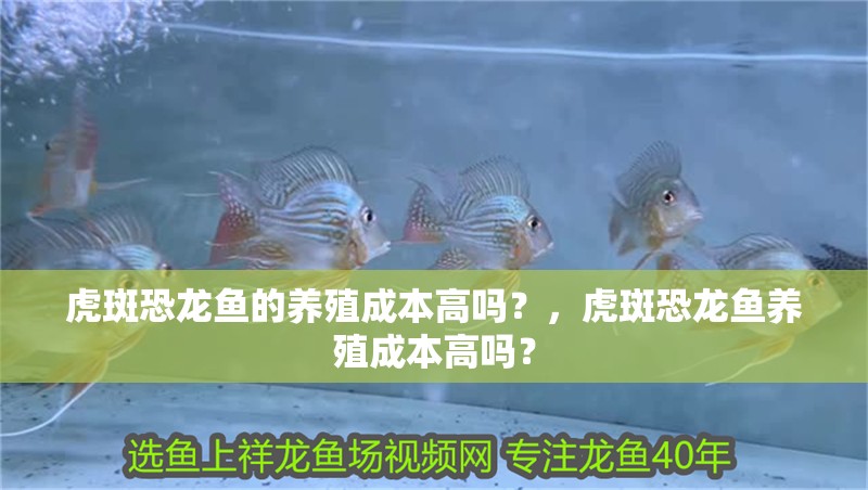 虎斑恐龍魚的養(yǎng)殖成本高嗎？，虎斑恐龍魚養(yǎng)殖成本高嗎？ 虎斑恐龍魚的養(yǎng)殖成本高嗎？，虎斑恐龍魚養(yǎng)殖成本高嗎？ 龍魚百科