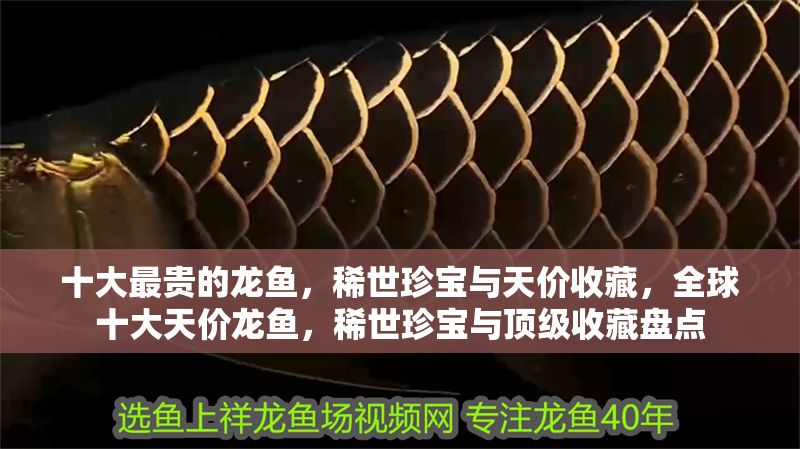 十大最貴的龍魚，稀世珍寶與天價收藏，全球十大天價龍魚，稀世珍寶與頂級收藏盤點