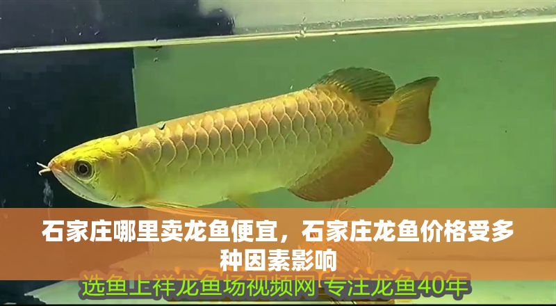 石家莊哪里賣龍魚便宜，石家莊龍魚價格受多種因素影響