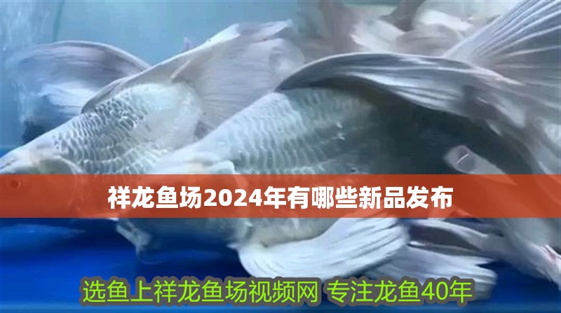 祥龍魚場2024年有哪些新品發布