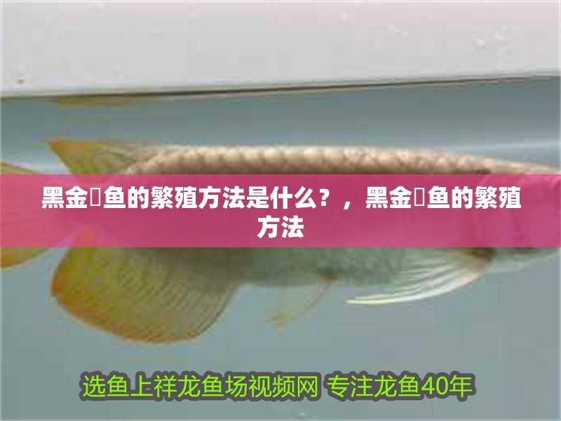 黑金魟魚的繁殖方法是什么？，黑金魟魚的繁殖方法 黑金魟魚的繁殖方法是什么？，黑金魟魚的繁殖方法 龍魚百科