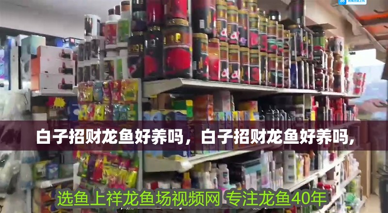 白子招財龍魚好養(yǎng)嗎，白子招財龍魚好養(yǎng)嗎, 白子招財龍魚好養(yǎng)嗎，白子招財龍魚好養(yǎng)嗎, 龍魚百科