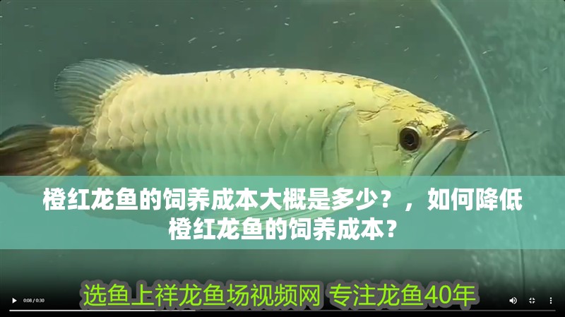 橙紅龍魚的飼養(yǎng)成本大概是多少？，如何降低橙紅龍魚的飼養(yǎng)成本？ 橙紅龍魚的飼養(yǎng)成本大概是多少？，如何降低橙紅龍魚的飼養(yǎng)成本？ 龍魚百科