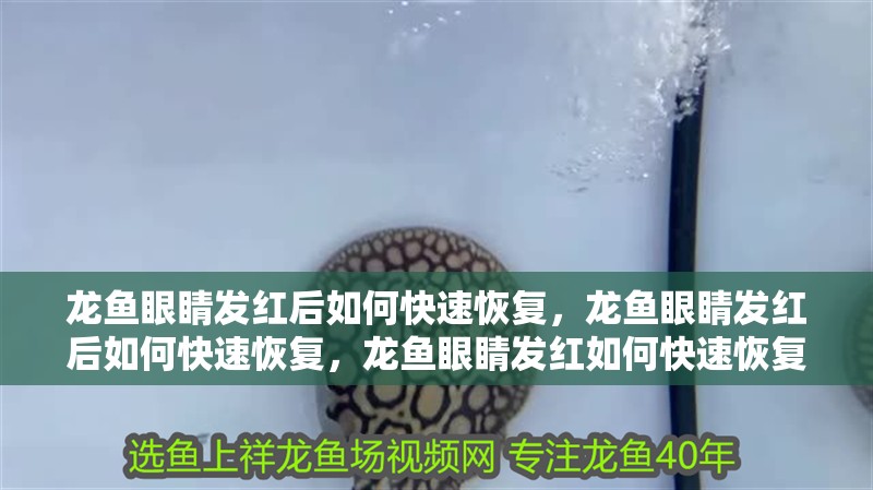 龍魚眼睛發(fā)紅后如何快速恢復(fù)，龍魚眼睛發(fā)紅后如何快速恢復(fù)，龍魚眼睛發(fā)紅如何快速恢復(fù)