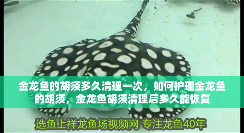 魚缸過濾器選購指南:自制魚缸過濾器魚缸上置過濾器對于養魚愛好者的必備知識 金龍魚的胡須多久清理一次,如何護理金龍魚的胡須,金龍魚胡須清理后多久能恢復 龍魚百科 金龍魚的胡須多久清理一次,如何護理金龍魚的胡須,金龍魚胡須清理后多久能恢復 金龍魚的胡須多久清理一次,如何護理金龍魚的胡須,金龍魚胡須清理后多久能恢復 龍魚百科