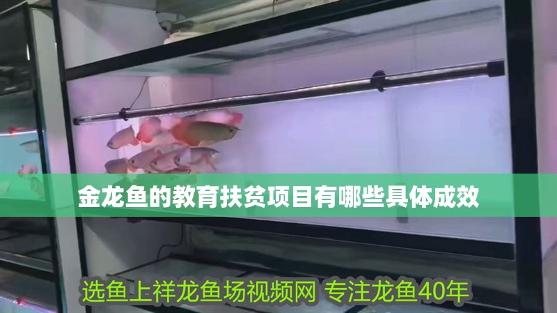 金龍魚的教育扶貧項目有哪些具體成效 金龍魚的教育扶貧項目有哪些具體成效 龍魚百科