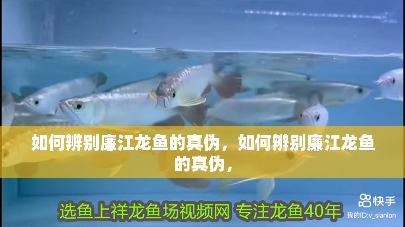 如何辨別廉江龍魚的真偽，如何辨別廉江龍魚的真偽，