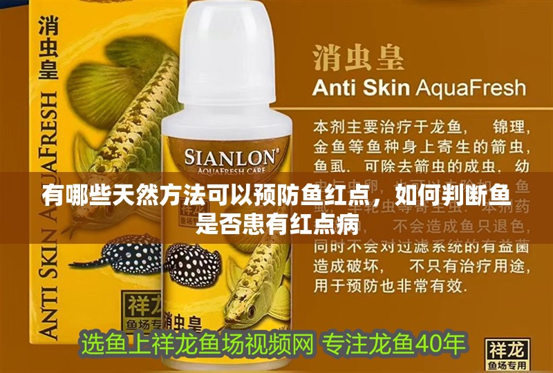 魚缸過濾器選購指南:自制魚缸過濾器魚缸上置過濾器對于養魚愛好者的必備知識 有哪些天然方法可以預防魚紅點,如何判斷魚是否患有紅點病 龍魚百科 有哪些天然方法可以預防魚紅點,如何判斷魚是否患有紅點病 有哪些天然方法可以預防魚紅點,如何判斷魚是否患有紅點病 龍魚百科