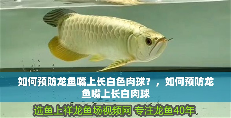 如何預防龍魚嘴上長白色肉球？，如何預防龍魚嘴上長白肉球 如何預防龍魚嘴上長白色肉球？，如何預防龍魚嘴上長白肉球 龍魚百科