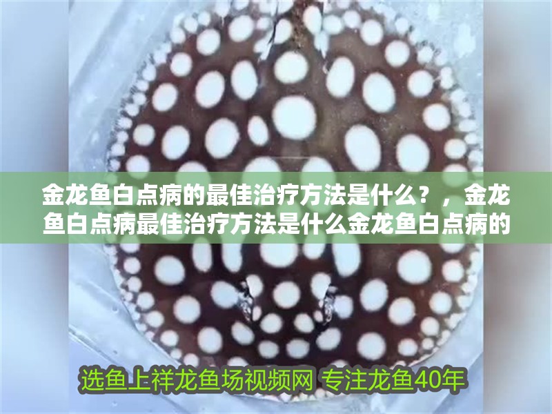 金龍魚白點病的最佳治療方法是什么？，金龍魚白點病最佳治療方法是什么金龍魚白點病的最佳治療方法是什么 金龍魚白點病的最佳治療方法是什么？，金龍魚白點病最佳治療方法是什么金龍魚白點病的最佳治療方法是什么 龍魚百科