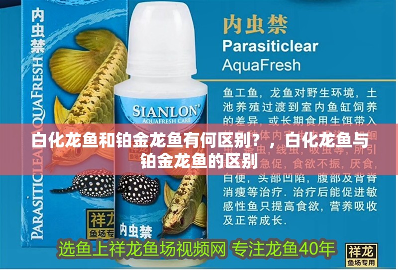 白化龍魚和鉑金龍魚有何區別？，白化龍魚與鉑金龍魚的區別