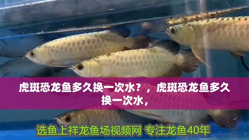 虎斑恐龍魚多久換一次水？，虎斑恐龍魚多久換一次水，