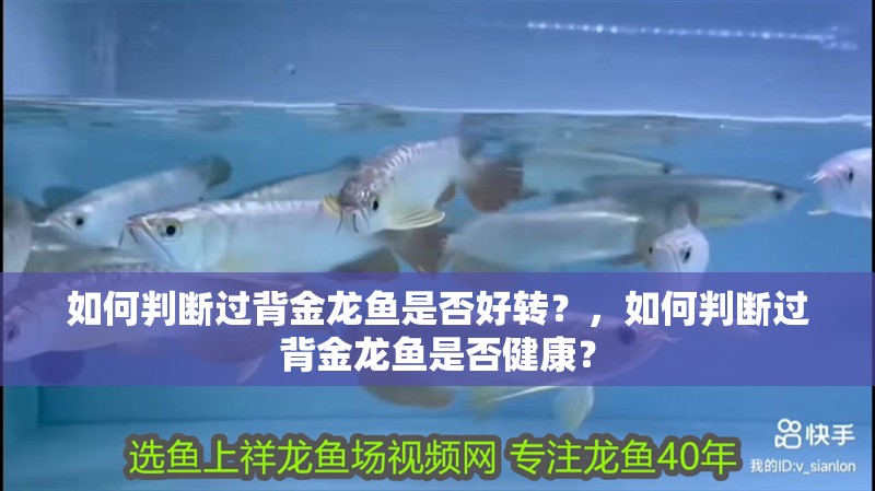 如何判斷過背金龍魚是否好轉？，如何判斷過背金龍魚是否健康？