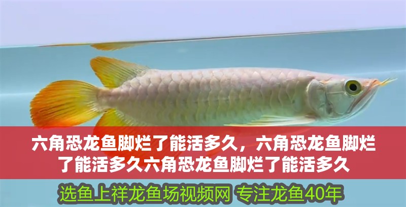 魚缸用增氧泵價格是多少:魚缸增氧機-xtrac增氧機-xtrac增氧機 六角恐龍魚腳爛了能活多久,六角恐龍魚腳爛了能活多久六角恐龍魚腳爛了能活多久 龍魚百科 六角恐龍魚腳爛了能活多久,六角恐龍魚腳爛了能活多久六角恐龍魚腳爛了能活多久 六角恐龍魚腳爛了能活多久,六角恐龍魚腳爛了能活多久六角恐龍魚腳爛了能活多久 龍魚百科
