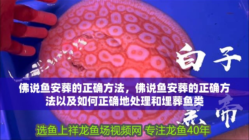佛說魚安葬的正確方法，佛說魚安葬的正確方法以及如何正確地處理和埋葬魚類
