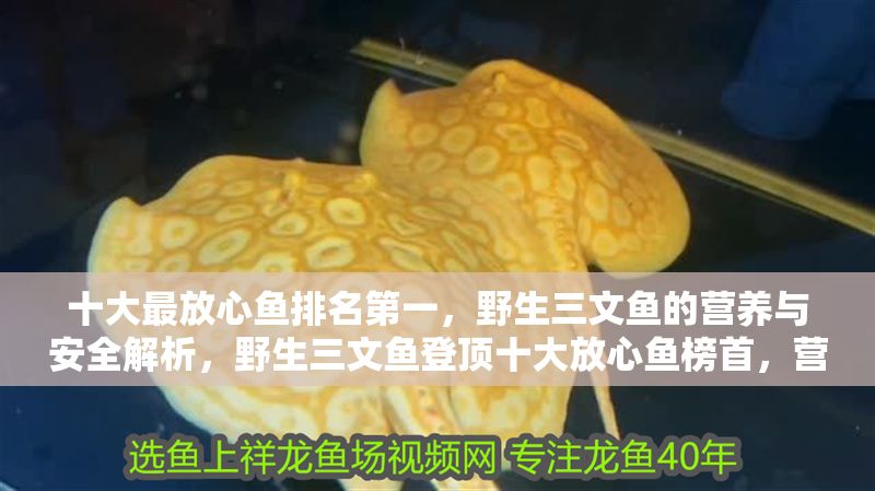十大最放心魚排名第一，野生三文魚的營養與安全解析，野生三文魚登頂十大放心魚榜首，營養與安全全面解析 十大最放心魚排名第一，野生三文魚的營養與安全解析，野生三文魚登頂十大放心魚榜首，營養與安全全面解析 龍魚百科 第1張