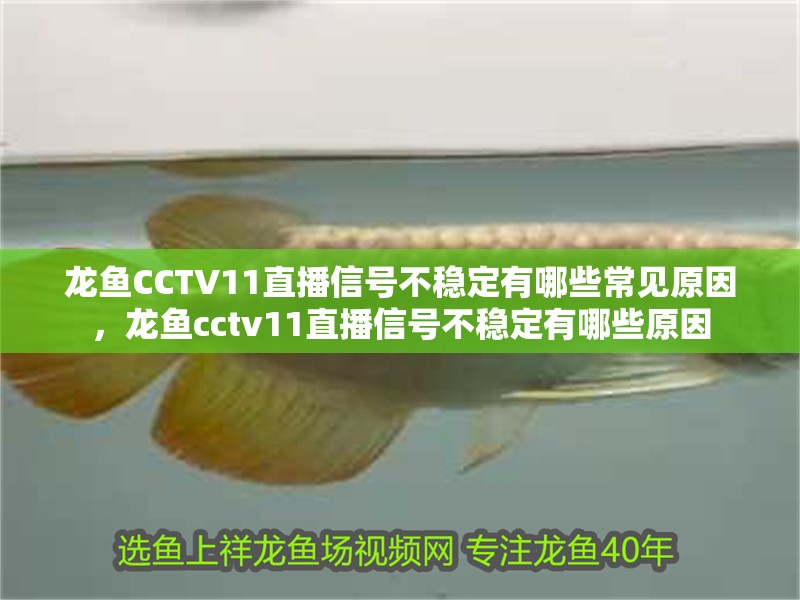 魚缸過濾器選購指南:自制魚缸過濾器魚缸上置過濾器對于養魚愛好者的必備知識 龍魚CCTV11直播信號不穩定有哪些常見原因,龍魚cctv11直播信號不穩定有哪些原因 龍魚百科 龍魚CCTV11直播信號不穩定有哪些常見原因,龍魚cctv11直播信號不穩定有哪些原因 龍魚CCTV11直播信號不穩定有哪些常見原因,龍魚cctv11直播信號不穩定有哪些原因 龍魚百科