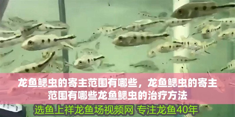 魚缸過濾器選購指南:自制魚缸過濾器魚缸上置過濾器對于養魚愛好者的必備知識 龍魚鰓蟲的寄主范圍有哪些,龍魚鰓蟲的寄主范圍有哪些龍魚鰓蟲的治療方法 龍魚百科 龍魚鰓蟲的寄主范圍有哪些,龍魚鰓蟲的寄主范圍有哪些龍魚鰓蟲的治療方法 龍魚鰓蟲的寄主范圍有哪些,龍魚鰓蟲的寄主范圍有哪些龍魚鰓蟲的治療方法 龍魚百科