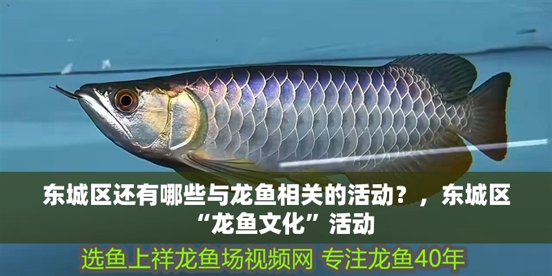 東城區還有哪些與龍魚相關的活動？，東城區“龍魚文化”活動 東城區還有哪些與龍魚相關的活動？，東城區“龍魚文化”活動 龍魚百科