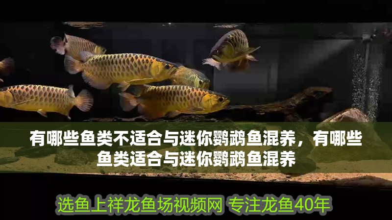 有哪些魚類不適合與迷你鸚鵡魚混養，有哪些魚類適合與迷你鸚鵡魚混養
