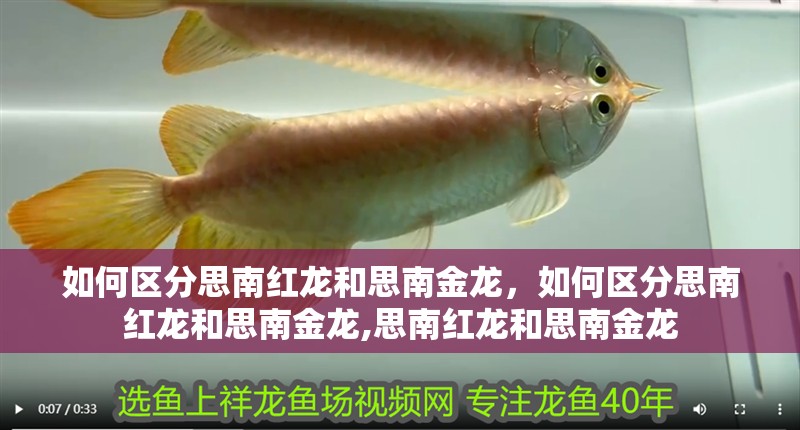 如何區(qū)分思南紅龍和思南金龍，如何區(qū)分思南紅龍和思南金龍,思南紅龍和思南金龍