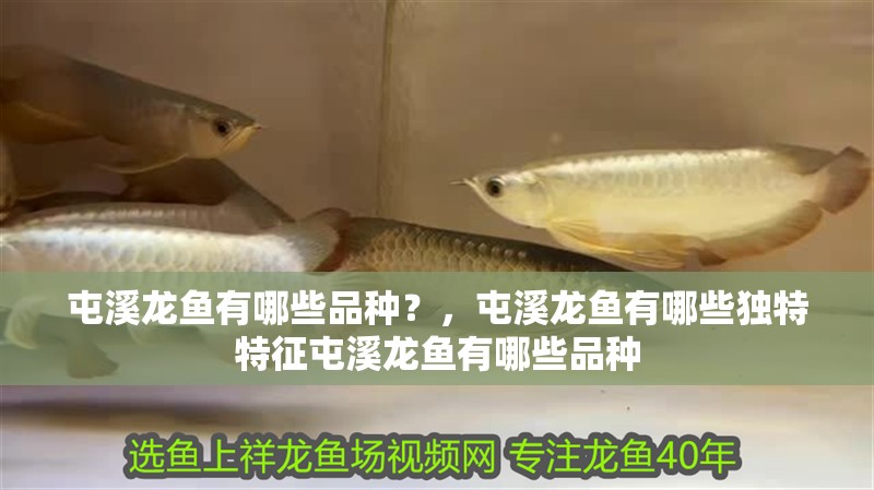 屯溪龍魚有哪些品種？，屯溪龍魚有哪些獨特特征屯溪龍魚有哪些品種 屯溪龍魚有哪些品種？，屯溪龍魚有哪些獨特特征屯溪龍魚有哪些品種 龍魚百科