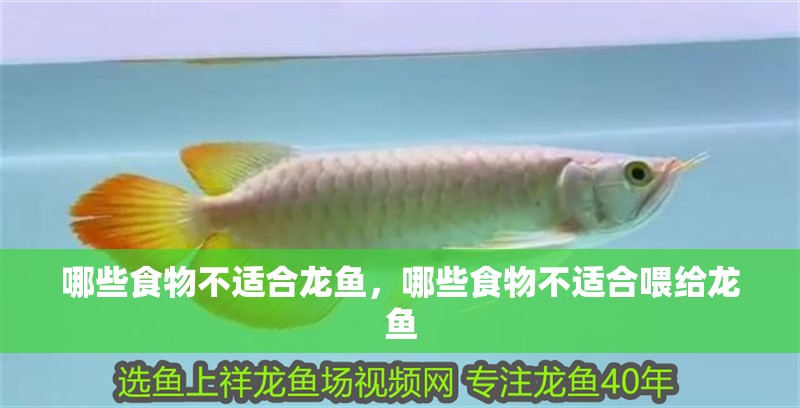 龍魚干蝦有營養嗎 哪些食物不適合龍魚,哪些食物不適合喂給龍魚 龍魚百科 哪些食物不適合龍魚,哪些食物不適合喂給龍魚 哪些食物不適合龍魚,哪些食物不適合喂給龍魚 龍魚百科