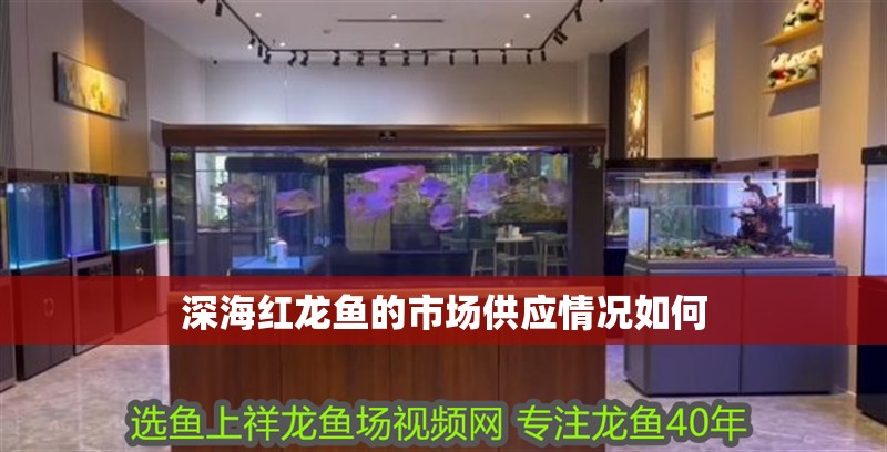 紅龍魚用黃燈烤有用嗎 深海紅龍魚的市場供應情況如何 龍魚百科 深海紅龍魚的市場供應情況如何 深海紅龍魚的市場供應情況如何 龍魚百科