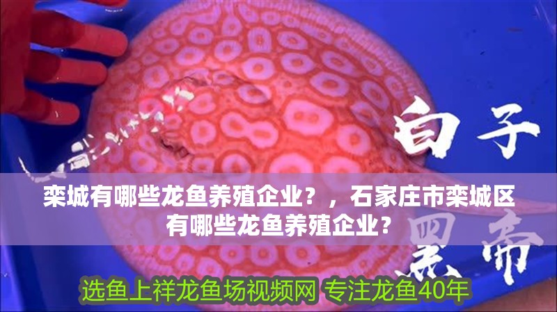 欒城有哪些龍魚養殖企業？，石家莊市欒城區有哪些龍魚養殖企業？ 欒城有哪些龍魚養殖企業？，石家莊市欒城區有哪些龍魚養殖企業？ 龍魚百科