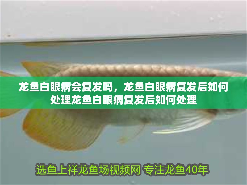 龍魚白眼病會復發(fā)嗎，龍魚白眼病復發(fā)后如何處理龍魚白眼病復發(fā)后如何處理 龍魚白眼病會復發(fā)嗎，龍魚白眼病復發(fā)后如何處理龍魚白眼病復發(fā)后如何處理 龍魚百科
