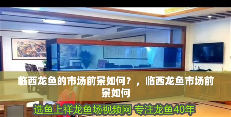 臨西龍魚的市場前景如何？，臨西龍魚市場前景如何