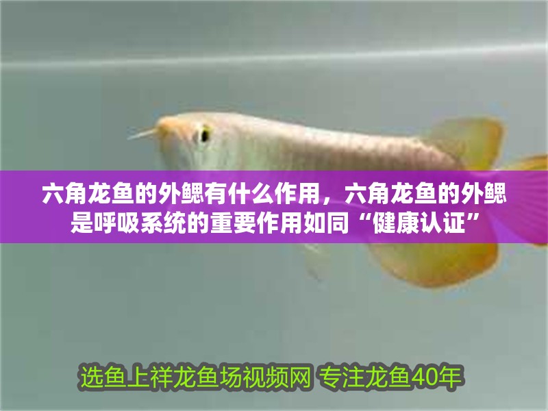 六角龍魚的外鰓有什么作用，六角龍魚的外鰓是呼吸系統的重要作用如同“健康認證” 六角龍魚的外鰓有什么作用，六角龍魚的外鰓是呼吸系統的重要作用如同“健康認證” 龍魚百科