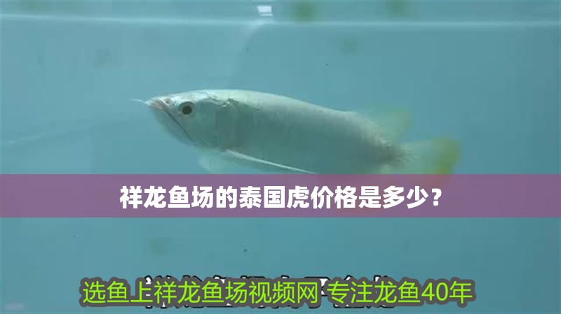 給大魚缸換水的作文:體驗給大魚缸換水的樂趣:體驗給大魚缸換水:給大魚缸換水的作文 祥龍魚場的泰國虎價格是多少? 龍魚百科 祥龍魚場的泰國虎價格是多少? 祥龍魚場的泰國虎價格是多少? 龍魚百科