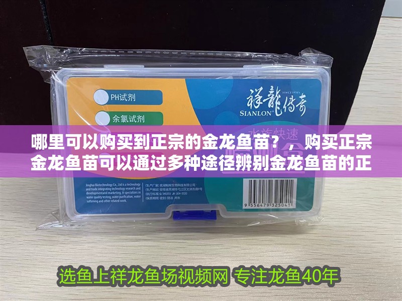 哪里可以購買到正宗的金龍魚苗？，購買正宗金龍魚苗可以通過多種途徑辨別金龍魚苗的正宗性 哪里可以購買到正宗的金龍魚苗？，購買正宗金龍魚苗可以通過多種途徑辨別金龍魚苗的正宗性 龍魚百科