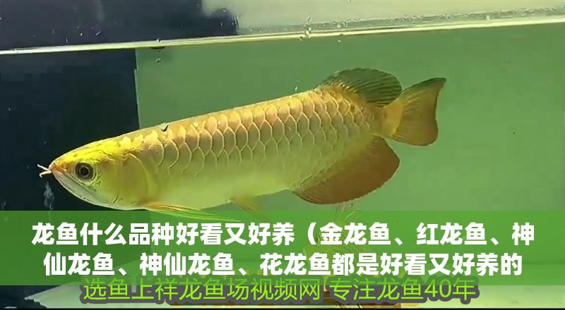 龍魚什么品種好看又好養(yǎng)（金龍魚、紅龍魚、神仙龍魚、神仙龍魚、花龍魚都是好看又好養(yǎng)的龍魚品種）