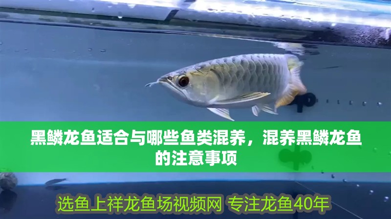 黑鱗龍魚適合與哪些魚類混養，混養黑鱗龍魚的注意事項