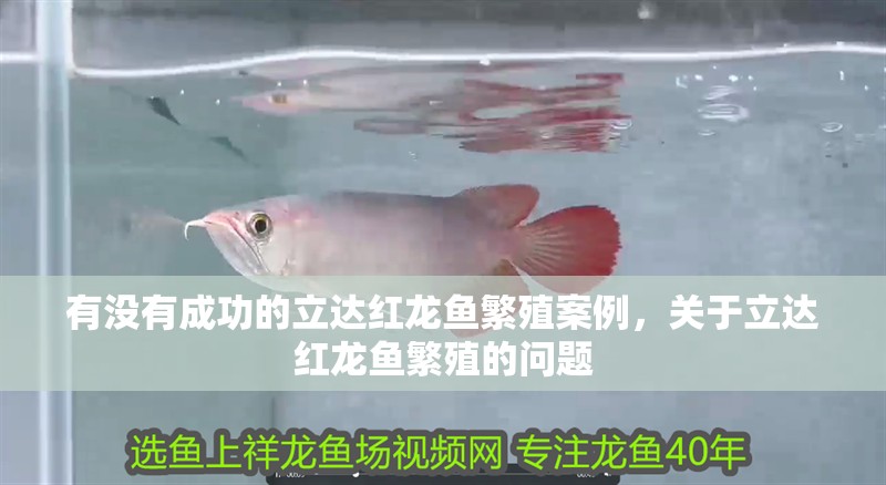 有沒有成功的立達紅龍魚繁殖案例，關于立達紅龍魚繁殖的問題