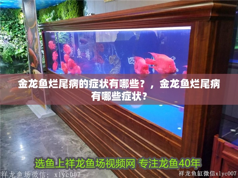 金龍魚爛尾病的癥狀有哪些？，金龍魚爛尾病有哪些癥狀？ 金龍魚爛尾病的癥狀有哪些？，金龍魚爛尾病有哪些癥狀？ 龍魚百科