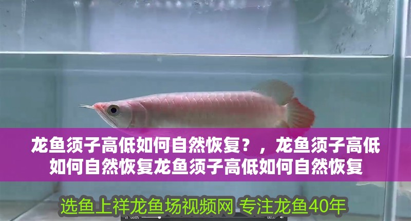 龍魚須子高低如何自然恢復？，龍魚須子高低如何自然恢復龍魚須子高低如何自然恢復 龍魚須子高低如何自然恢復？，龍魚須子高低如何自然恢復龍魚須子高低如何自然恢復 龍魚百科