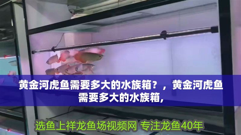 鸚鵡魚和銀龍魚混養怎樣喂食 黃金河虎魚需要多大的水族箱?,黃金河虎魚需要多大的水族箱, 龍魚百科 黃金河虎魚需要多大的水族箱?,黃金河虎魚需要多大的水族箱, 黃金河虎魚需要多大的水族箱?,黃金河虎魚需要多大的水族箱, 龍魚百科
