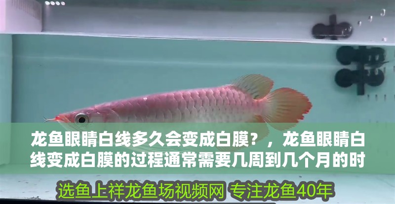 龍魚眼睛白線多久會變成白膜？，龍魚眼睛白線變成白膜的過程通常需要幾周到幾個月的時間