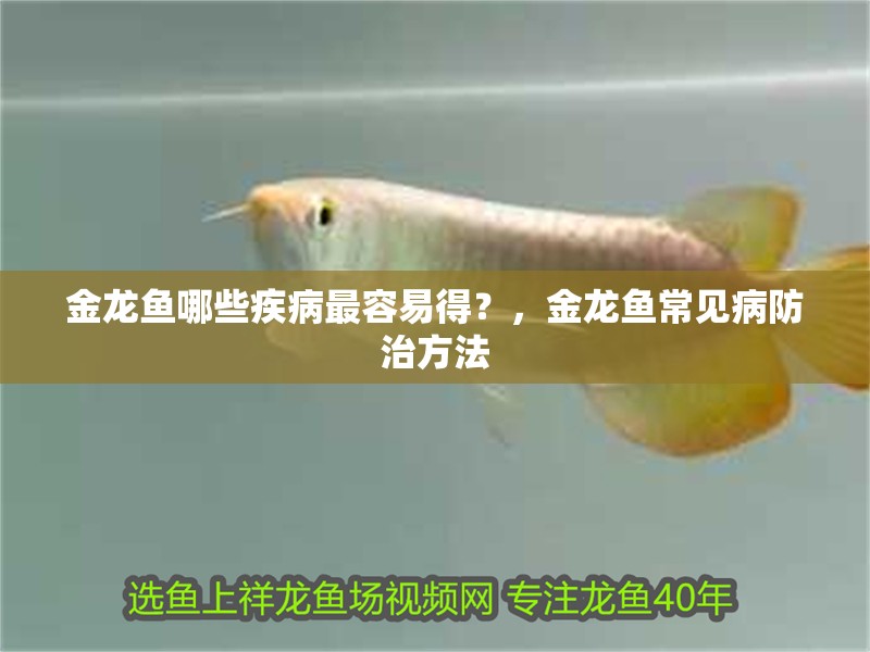 金龍魚哪些疾病最容易得？，金龍魚常見病防治方法 金龍魚哪些疾病最容易得？，金龍魚常見病防治方法 龍魚百科