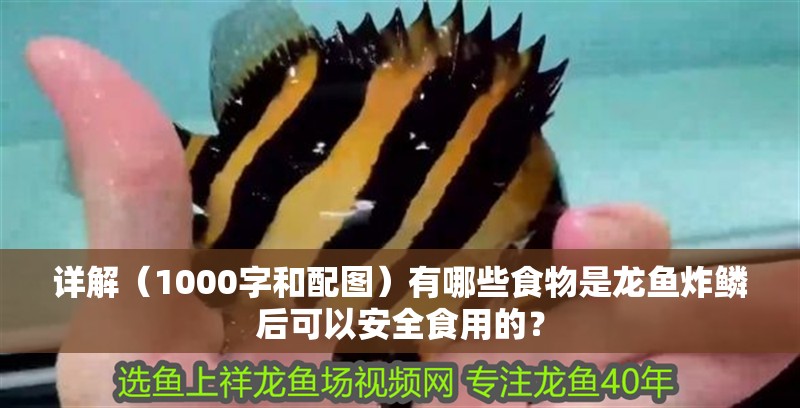 詳解（1000字和配圖）有哪些食物是龍魚炸鱗后可以安全食用的？