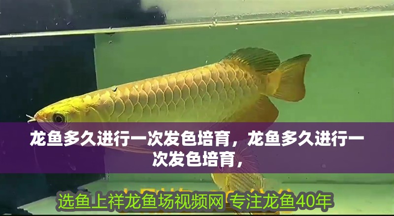 龍魚多久進行一次發色培育，龍魚多久進行一次發色培育，