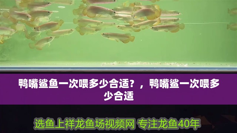 鴨嘴鯊魚一次喂多少合適？，鴨嘴鯊一次喂多少合適