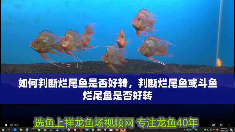 如何判斷爛尾魚(yú)是否好轉(zhuǎn)，判斷爛尾魚(yú)或斗魚(yú)爛尾魚(yú)是否好轉(zhuǎn) 如何判斷爛尾魚(yú)是否好轉(zhuǎn)，判斷爛尾魚(yú)或斗魚(yú)爛尾魚(yú)是否好轉(zhuǎn) 龍魚(yú)百科